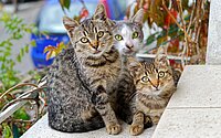 drei Katzen